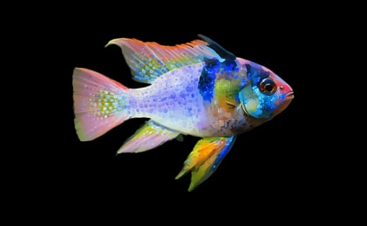 Schmetterlingsbuntbarsch (Mikrogeophagus ramirezi)