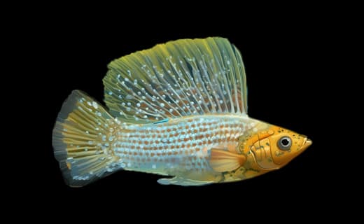 Segelkärpfling (Poecilia velifera)