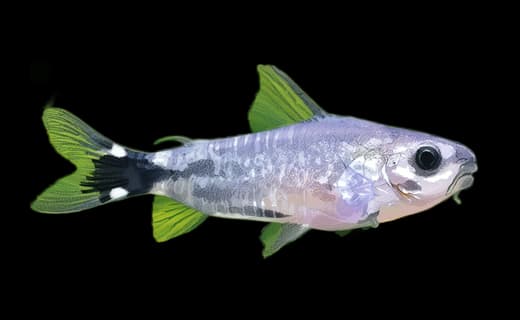 Sichelfleck-Panzerwels (Corydoras hastatus)