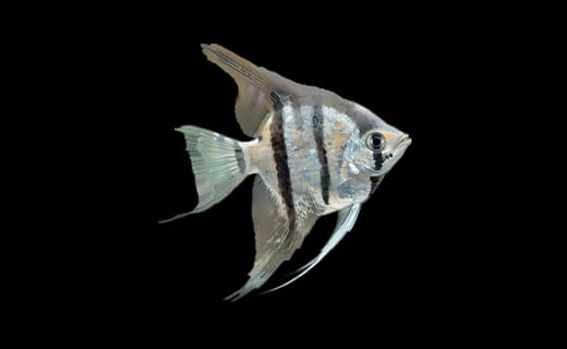 Skalar (Pterophyllum scalare)