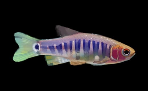 Smaragd-Zwergbärbling (Danio erythromicron)