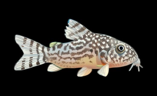 Sterbai-Panzerwels (Corydoras sterbai)