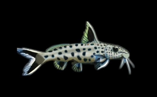 Tanganjika-Zwergfiederbartwels (Synodontis lucipinnis)