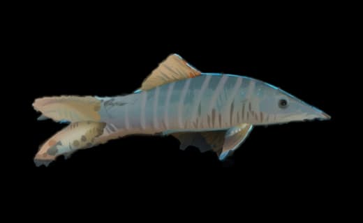 Tigerschmerle (Syncrossus helodes)