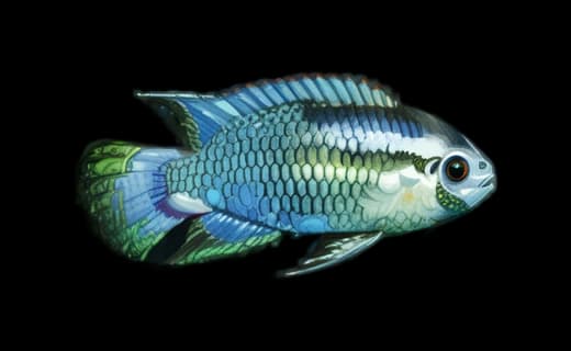 Tüpfelbuntbarsch (Laetacara curviceps)