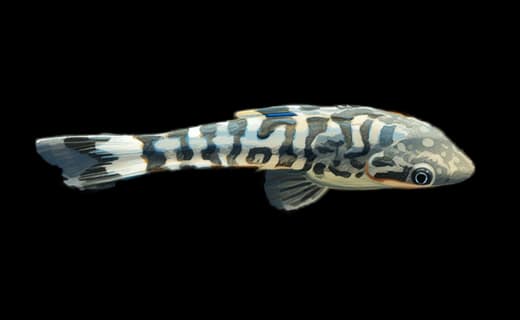 Zebra-Otocinclus (Otocinclus cocama)