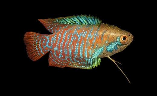Zwergfadenfisch (Trichogaster lalius)