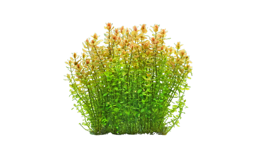 Karolinisches Fettblatt (Bacopa caroliniana)