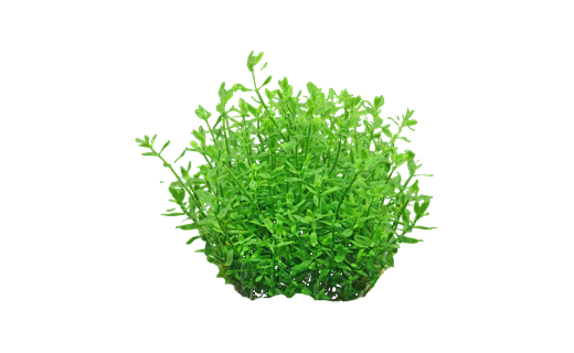 Kleines Fettblatt (Bacopa monnieri)