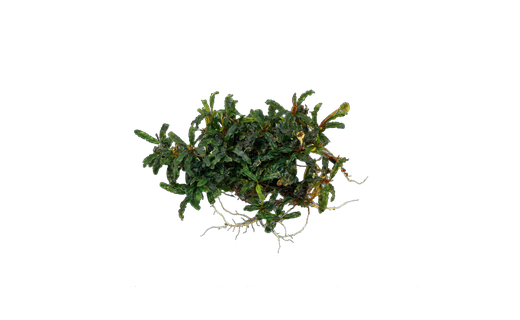 Bucephalandra (Bucephalandra sp.)