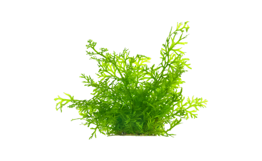 Sumatrafarn (Ceratopteris thalictroides)