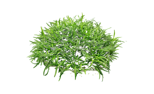 Kleiner Wasserkelch (Cryptocoryne parva)