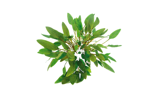 Gelber Wasserkelch (Cryptocoryne walkeri 'lutea')