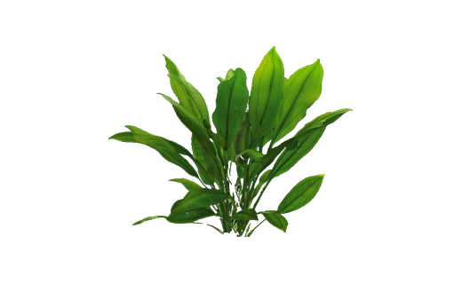Breitblättrige Schwertpflanze (Echinodorus bleheri)