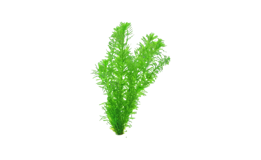 Wasserpest (Egeria densa)
