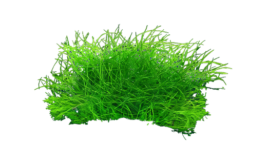 Nadelsimse (Eleocharis acicularis)