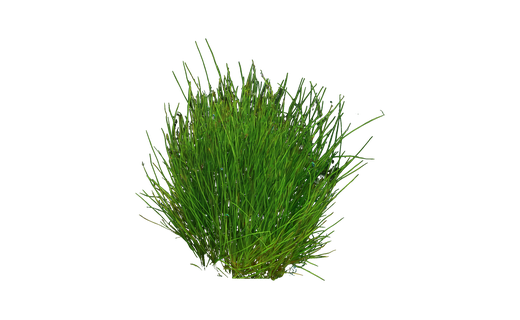 Zwergnadelsimse (Eleocharis parvula)