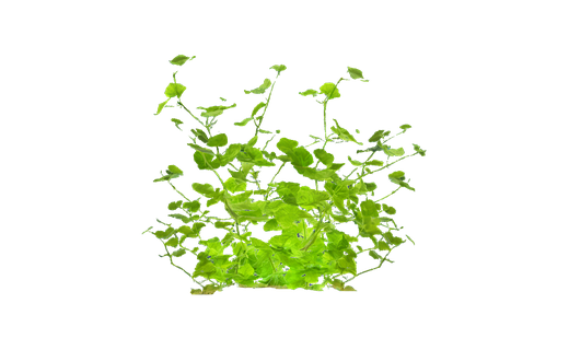 Brasilianischer Wassernabel (Hydrocotyle leucocephala)