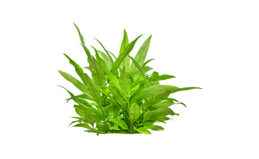 Kirschblatt (Hygrophila corymbosa)