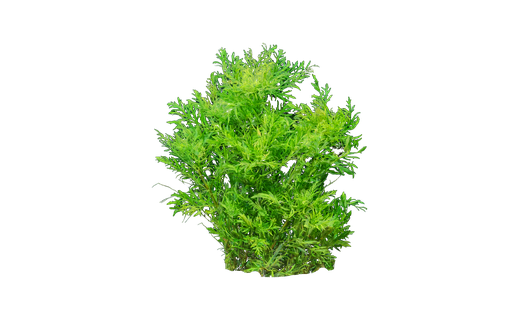 Wasserstern (Hygrophila difformis)