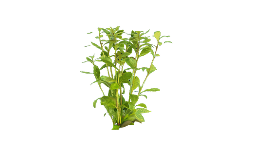 Indischer Wasserfreund (Hygrophila polysperma)