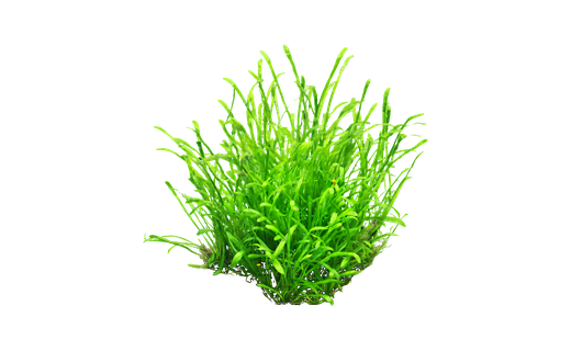 Brasilianische Graspflanze (Lilaeopsis minor)