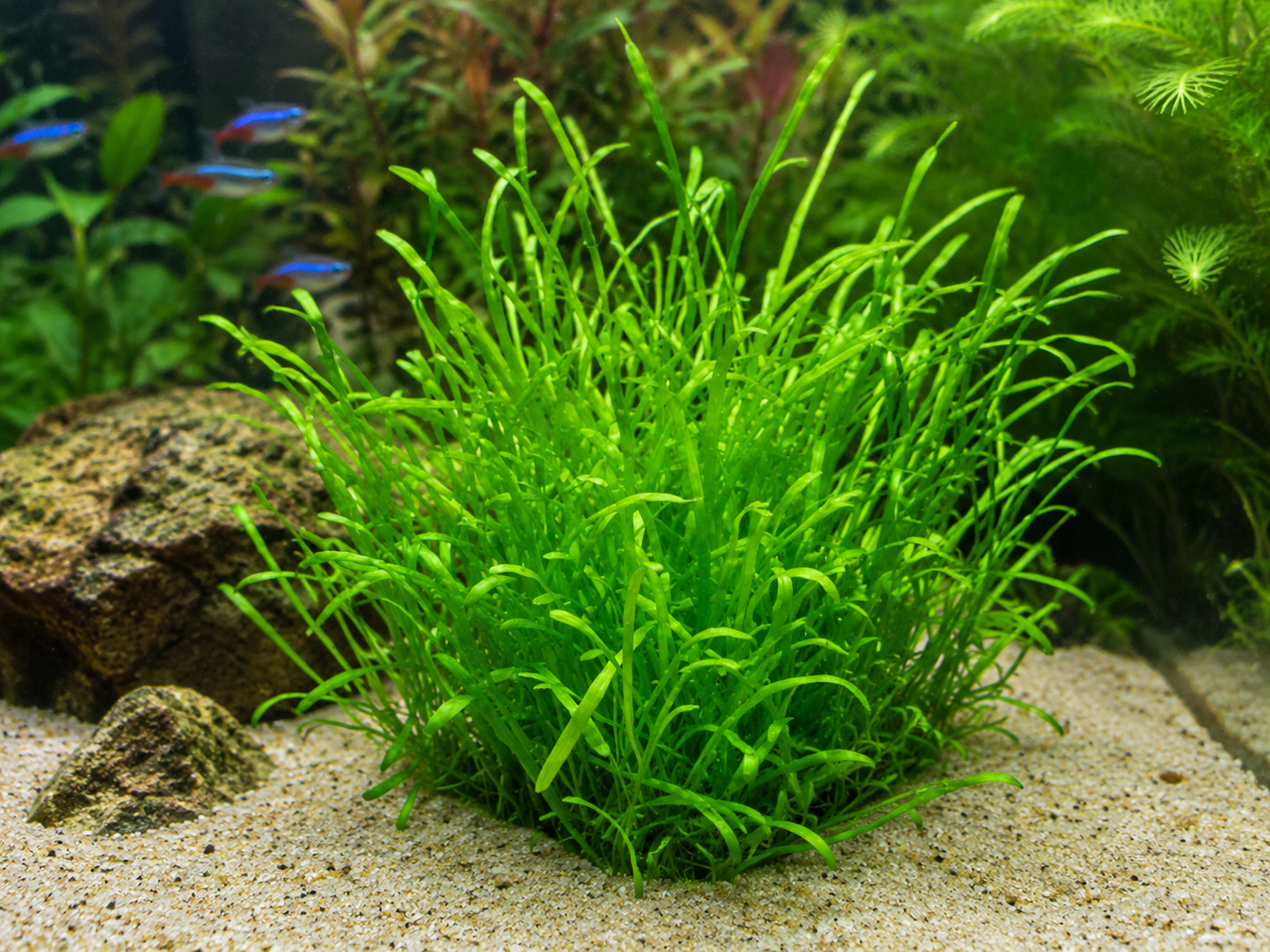Brasilianische Graspflanze (Lilaeopsis minor)