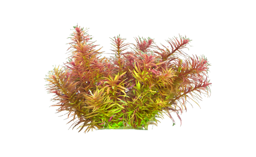 Aromatischer Sumpffreund (Limnophila aromatica)