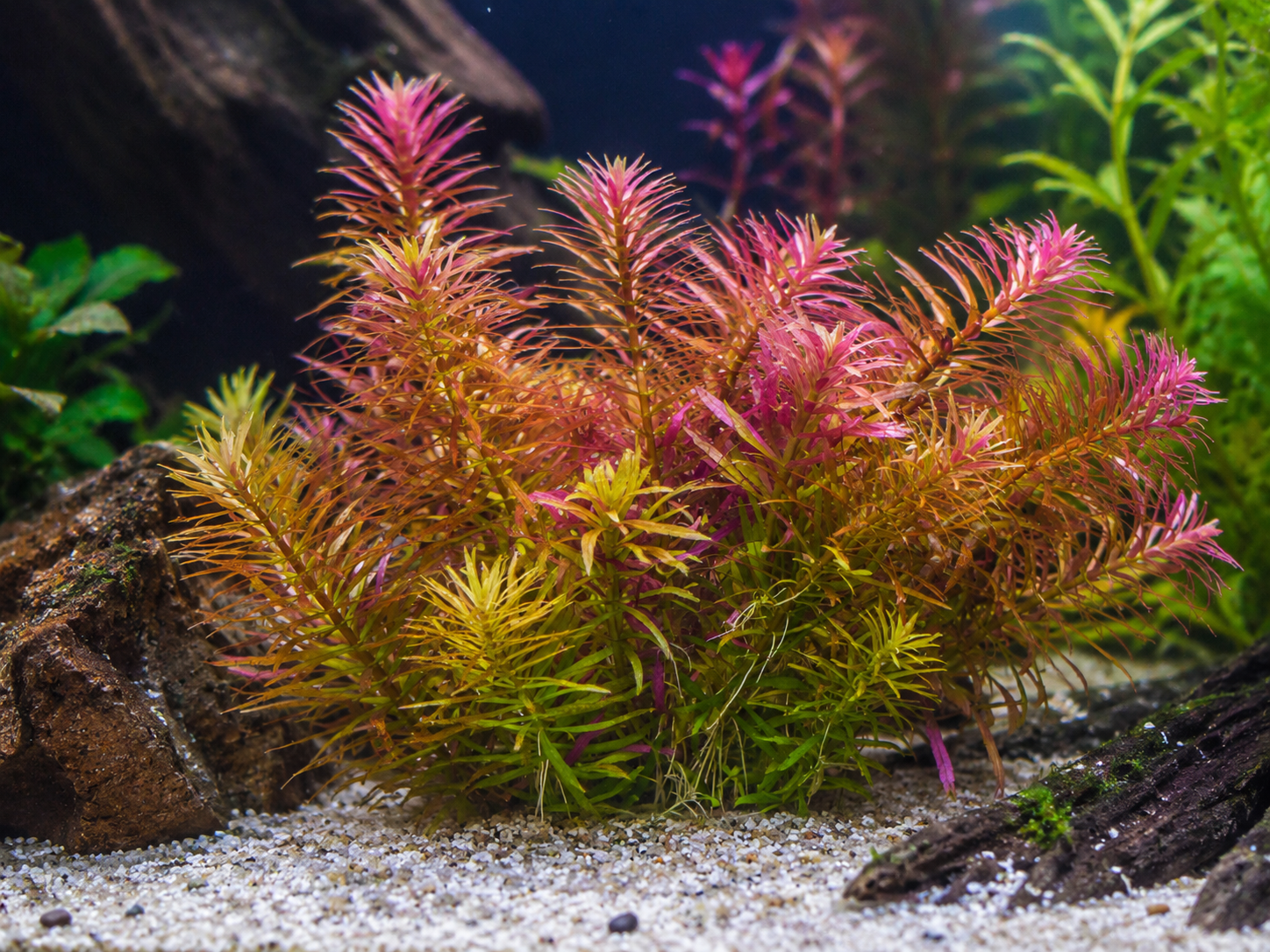 Aromatischer Sumpffreund (Limnophila aromatica)