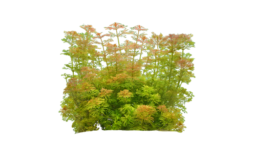 Großer Sumpffreund (Limnophila sessiliflora)