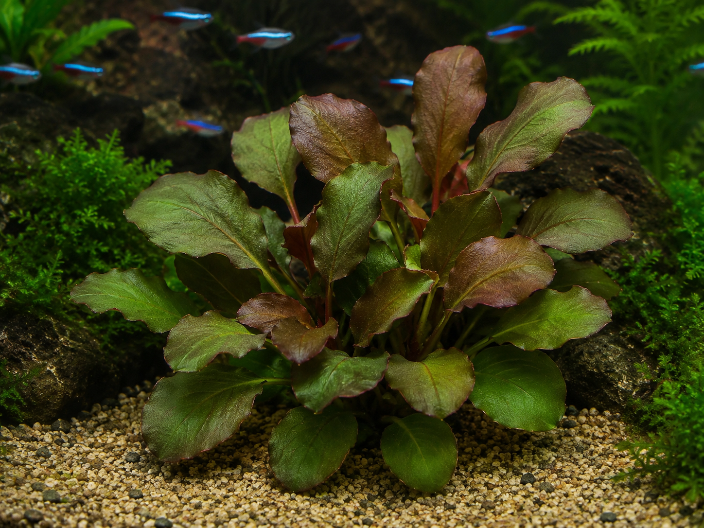 Kardinalslobelie (Lobelia cardinalis)
