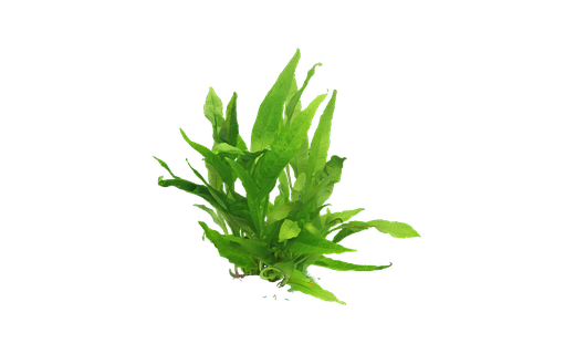 Javafarn (Microsorum pteropus)