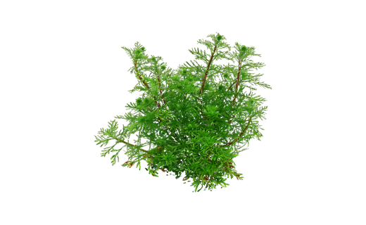 Mato-Grosso-Tausendblatt (Myriophyllum mattogrossense)
