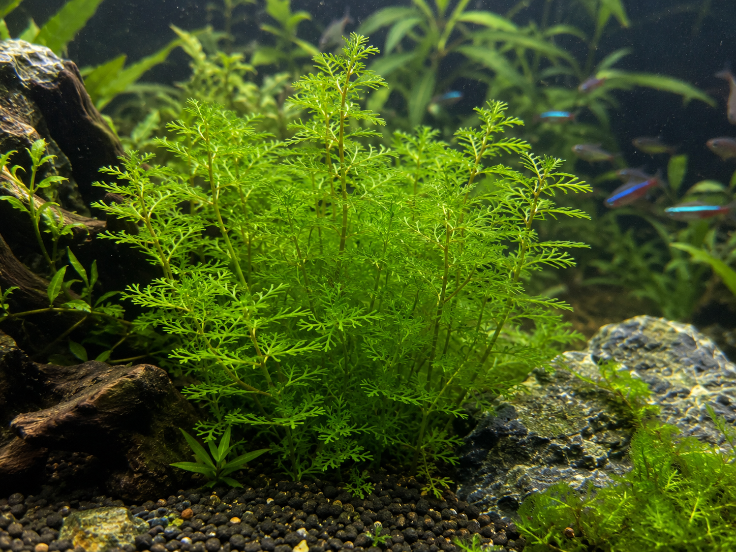 Mato-Grosso-Tausendblatt (Myriophyllum mattogrossense)