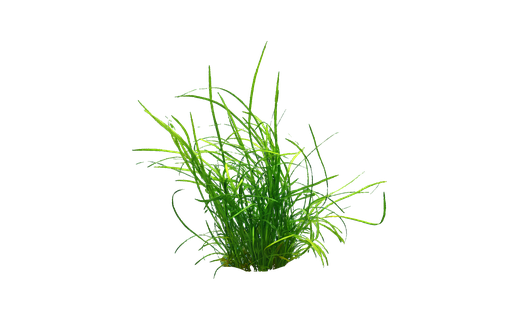 Zwergpfeilkraut (Sagittaria subulata)