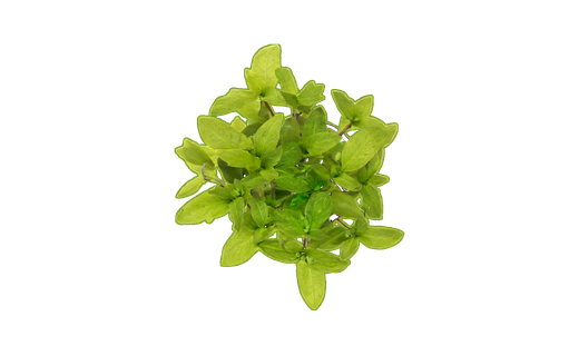 Kriechende Staurogyne (Staurogyne repens)