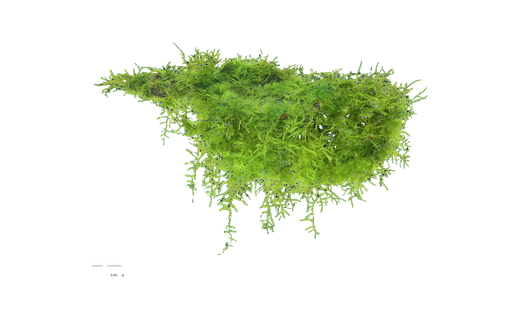Javamoos (Taxiphyllum barbieri)