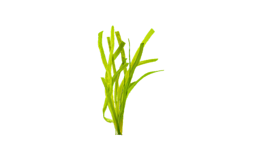 Riesenvallisnerie (Vallisneria gigantea)